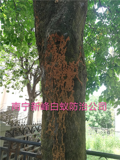 南宁四害消杀公司怎么防蚊灭蚊