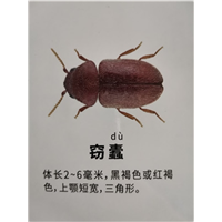 南宁天牛粉蠹防治方法