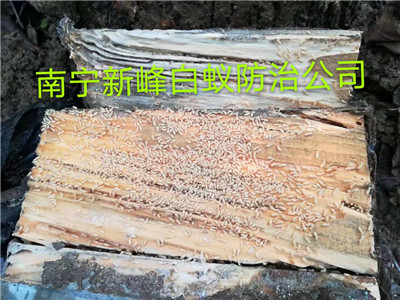 南宁装修房屋要不要做白蚁预防