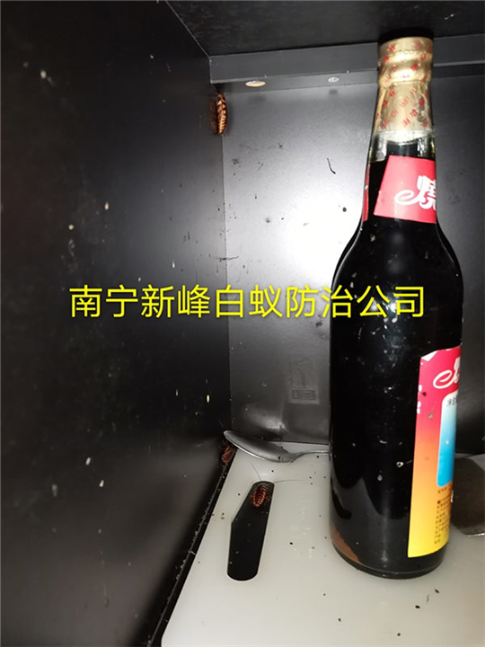 南宁蟑螂防治公司教你硼酸灭蟑螂法