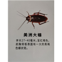 南宁灭蟑螂公司 