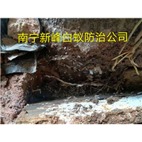 南宁白蚁防治公司介绍防治白蚁的七种方法 