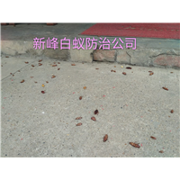 南宁灭蟑螂公司提示可以用氨水灭蟑螂