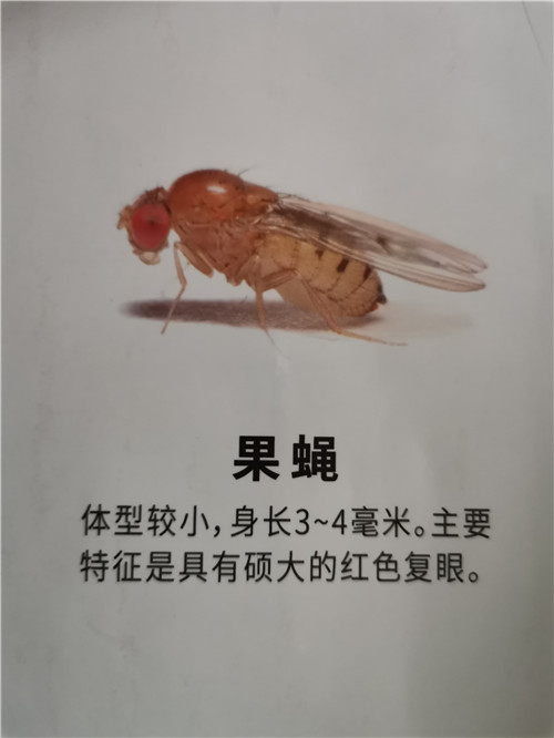 南宁蚊子防治公司告诉你蚊子和**