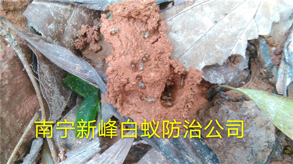 南宁园林白蚁防治用什么方法更有效 