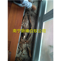 南宁白蚁防治公司用哪些工具灭治白蚁危害
