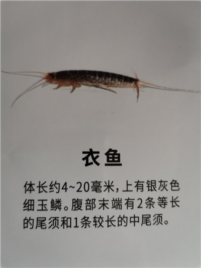 南宁衣鱼防治