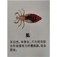 除四害的两大准则是什么 