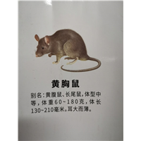 南宁灭鼠公司一般用什么方法灭鼠