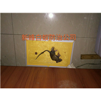 南宁灭鼠公司讲解关于鼠害得那些事