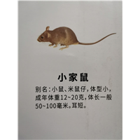 南宁灭鼠公司分享冬季灭鼠注意事项