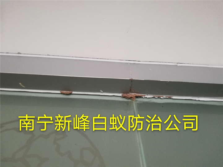 南宁哪家白蚁防治公司好
