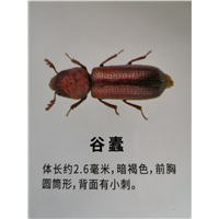 南宁有害生物防治公司这样说