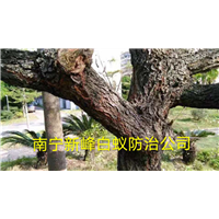 南宁园林白蚁应该如何防治