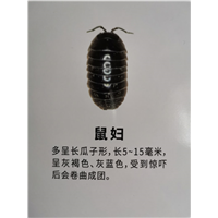南宁鼠妇防治