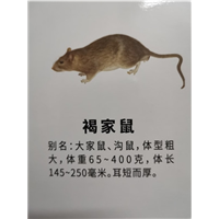 城镇灭鼠找正规南宁灭鼠公司
