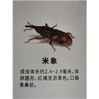 南宁米象防治
