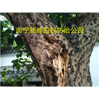 南宁白蚁防治有什么有效的办法 