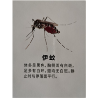 南宁灭苍蝇公司解密为什么苍蝇总是摩擦前脚