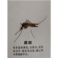 南宁苍蝇防治冬天杀虫时苍蝇和蚊子去哪里