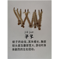 南宁灭蚊子安全有效的灭蚊方法