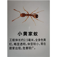 南宁有害生物防治