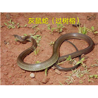 南宁专业的蛇类防控公司