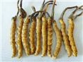 南宁冬虫夏草回收 
