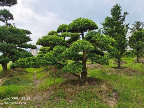 宁波造型罗汉松盆景
