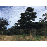 ┃浙江罗汉松┃浙江罗汉松盆景┃ 