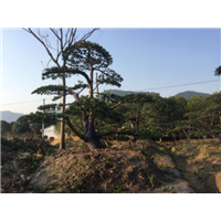 ┃宁波罗汉松┃浙江罗汉松盆景┃ 