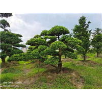 宁波造型罗汉松盆景