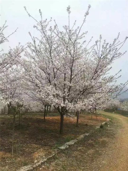 浙江樱花价格，宁波樱花 