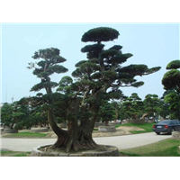 宁波造型罗汉松@浙江罗汉松盆景 