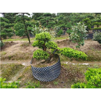 宁波雀舌罗汉松