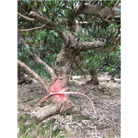 雀舌罗汉松