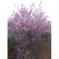 浙江樱花
