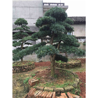 宁波造型罗汉松基地#宁波罗汉松 