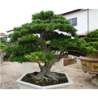 宁波造型罗汉松#浙江造型罗汉松%% 