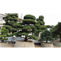浙江罗汉松盆景%浙江造型罗汉松种植基地 