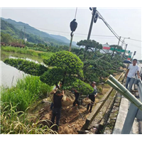 南通雀舌罗汉松销售