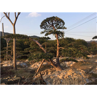 浙江造型罗汉松┃浙江罗汉松盆景 
