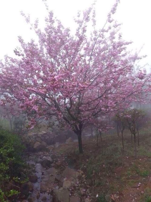 浙江樱花