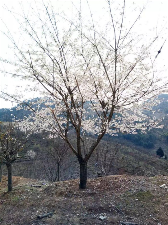 浙江樱花，宁波樱花