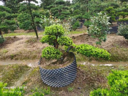 宁波雀舌罗汉松