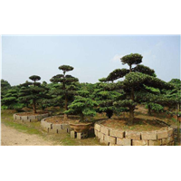 浙江造型罗汉松种植基地 