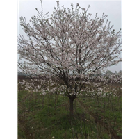 浙江樱花价格┃宁波樱花┃ 