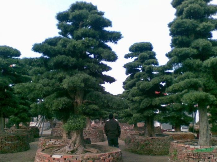 浙江造型罗汉松价格@浙江罗汉松基地@ 