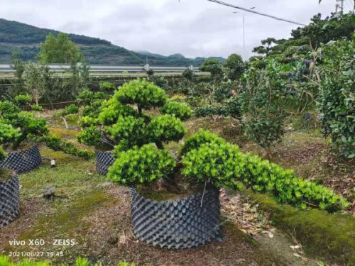 浙江雀舌罗汉松