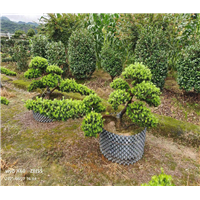 南通雀舌罗汉松8到15公分